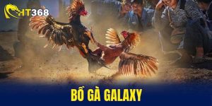 bồ gà Galaxy