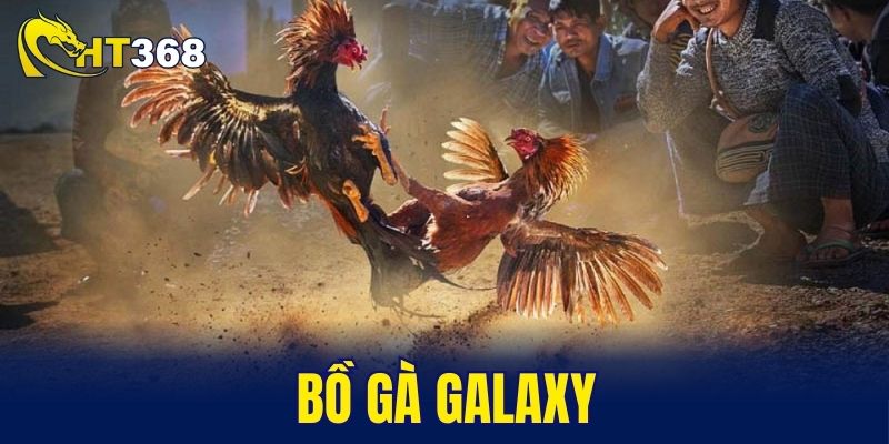 bồ gà Galaxy