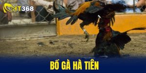 Bồ gà Hà Tiên