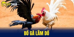 bồ gà Lâm Dồ
