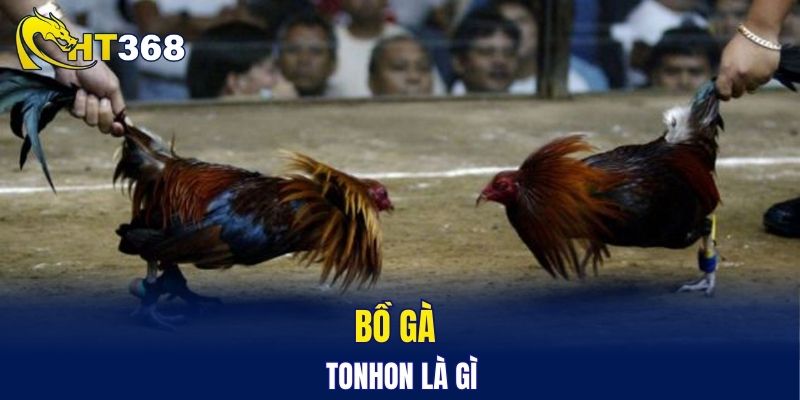 Bồ gà Tonhon là gì