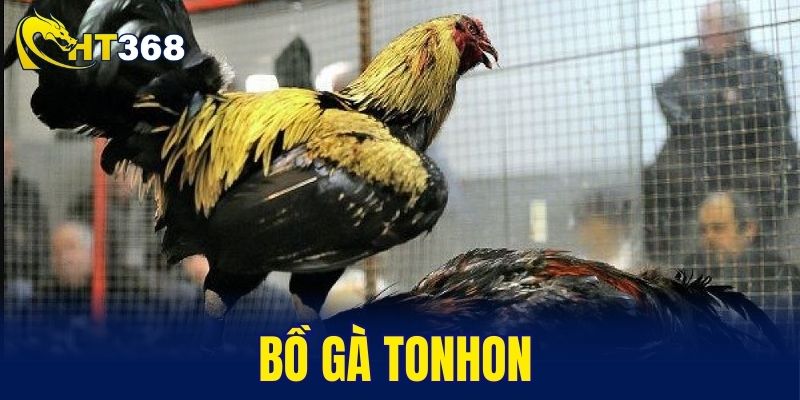 bồ gà Tonhon