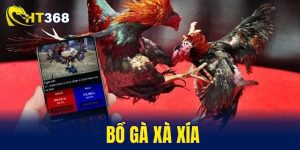 Bồ gà Xà Xía