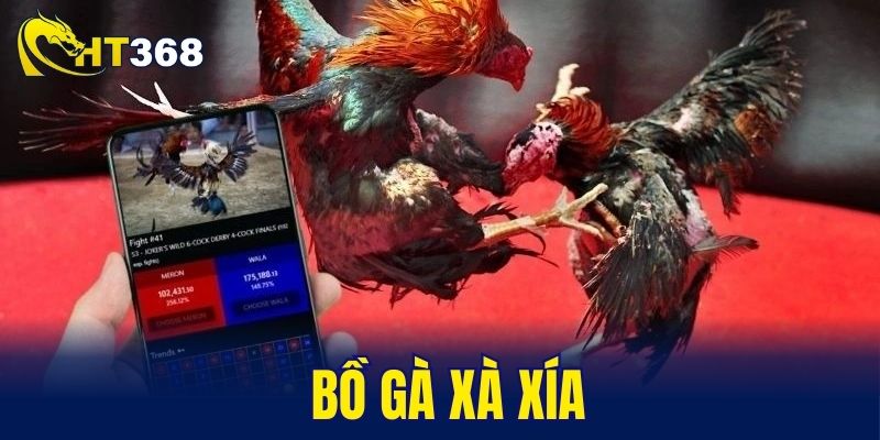 Bồ gà Xà Xía