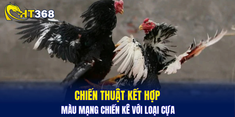 Chiến thuật kết hợp màu mạng chiến kê với loại cựa