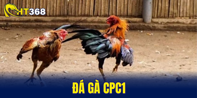 đá gà CPC1