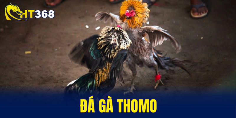 đá gà Thomo