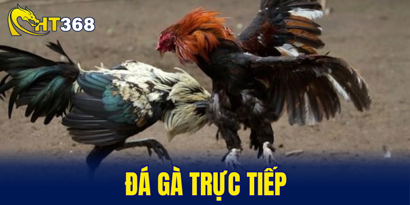 đá gà trực tiếp