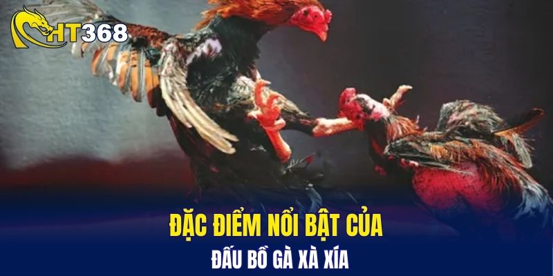 Đặc điểm nổi bật của đấu bồ gà Xà Xía