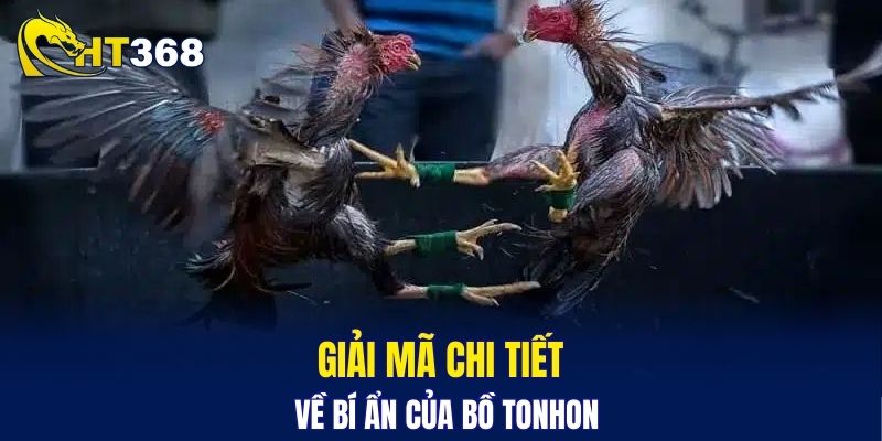 Giải mã chi tiết về bí ẩn của bồ gà