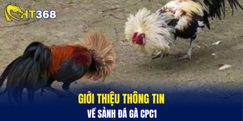 Giới thiệu thông tin về sảnh đá gà CPC1
