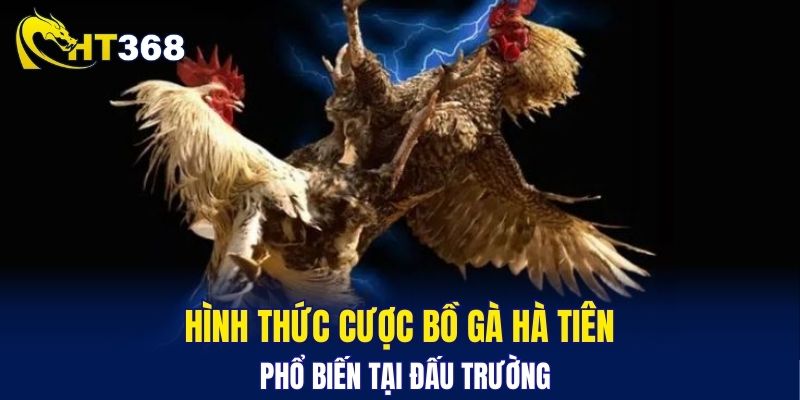 Hình thức cược bồ gà Hà Tiên phổ biến tại đấu trường