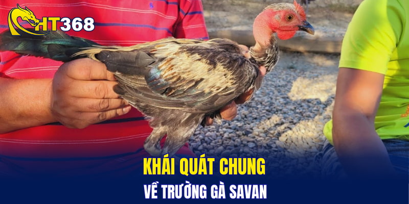 Khái quát chung về trường gà Savan