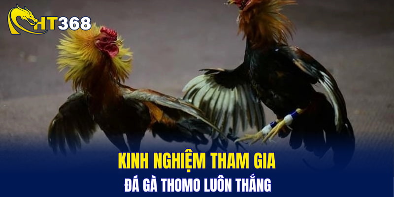 Kinh nghiệm tham gia đá gà Thomo luôn thắng