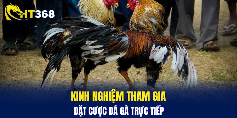 Kinh nghiệm tham gia đặt cược đá gà trực tiếp
