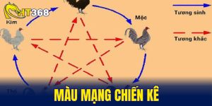 màu mạng chiến kê