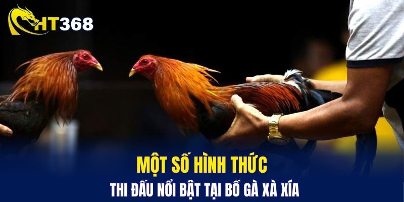 Một số hình thức thi đấu nổi bật tại bồ gà Xà Xía