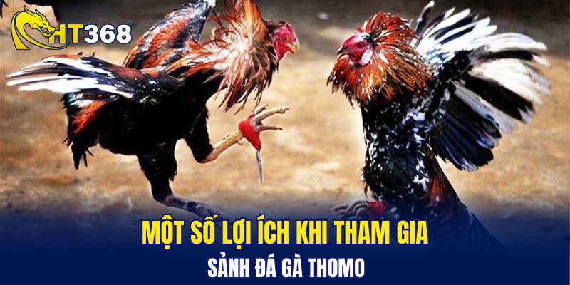Một số lợi ích khi tham gia sảnh đá gà Thomo