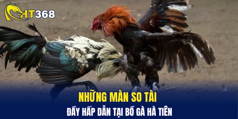 Những màn so tài đầy hấp dẫn tại bồ gà Hà Tiên