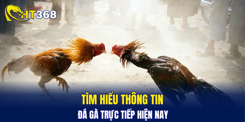 Tìm hiểu thông tin đá gà trực tiếp hiện nay