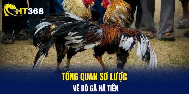 Tổng quan sơ lược về bồ gà Hà Tiên