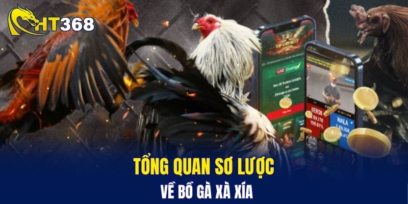 Tổng quan sơ lược về bồ gà Xà Xía