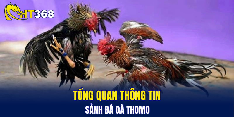 Tổng quan thông tin sảnh đá gà Thomo