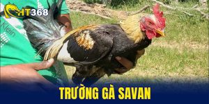 trường gà Savan