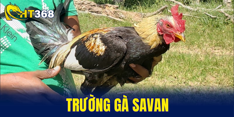 trường gà Savan
