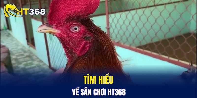 Tìm hiểu về sân chơi HT368